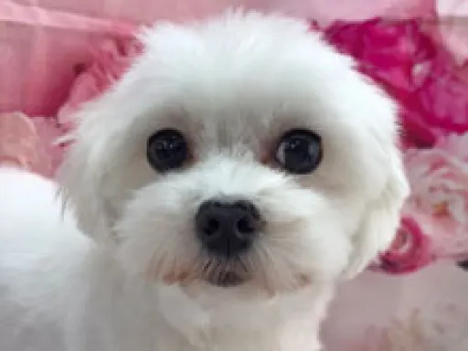 格安犬と里親募集犬の子犬販売