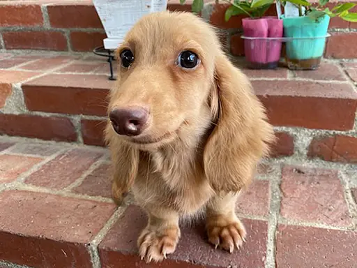 格安犬と里親募集犬の子犬販売