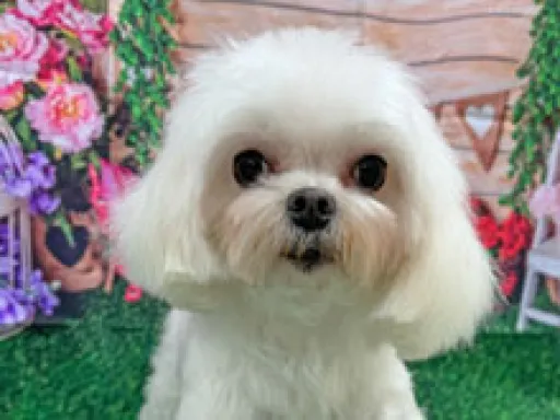 格安犬と里親募集犬の子犬販売