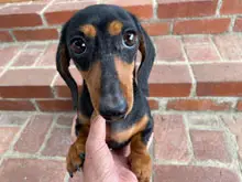 カニヘン・ダックスフンド / スムースコート