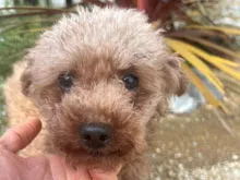 トイ・プードル