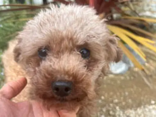 格安犬と里親募集犬の子犬販売