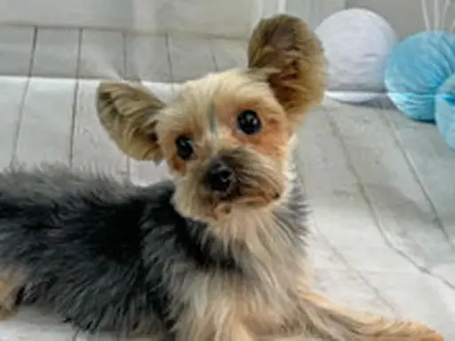 格安犬と里親募集犬の子犬販売