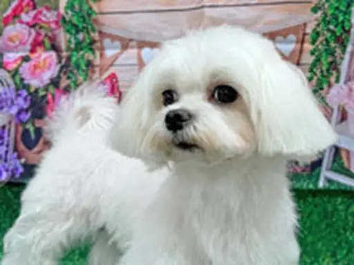 格安犬と里親募集犬の子犬販売