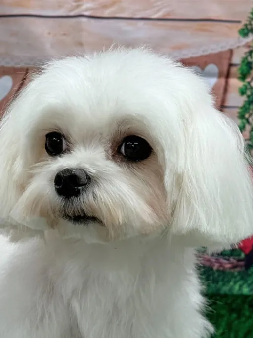 格安犬と里親募集犬の子犬販売