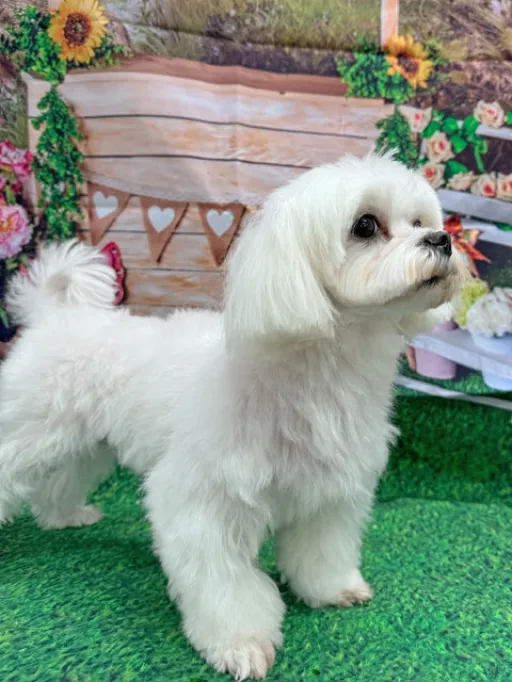 格安犬と里親募集犬の子犬販売