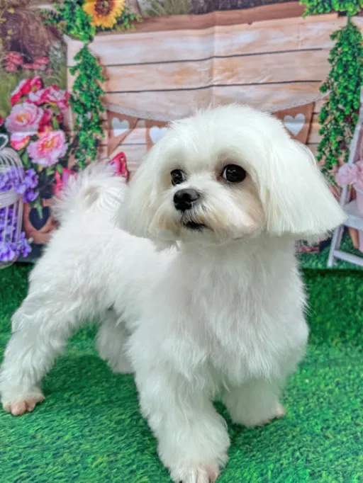 格安犬と里親募集犬の子犬販売