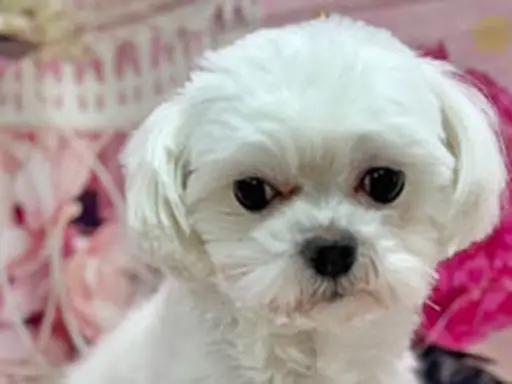 格安犬と里親募集犬の子犬販売