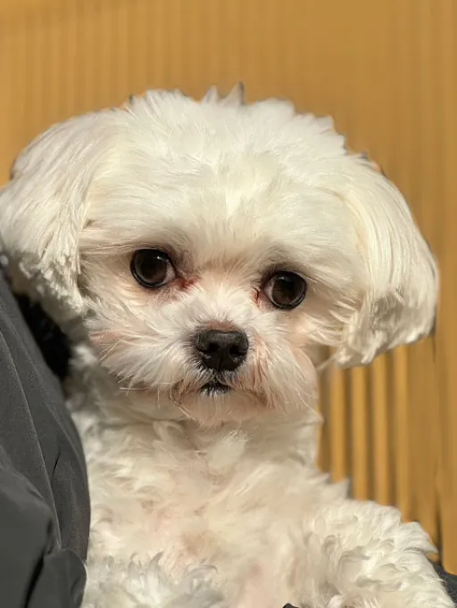 格安犬と里親募集犬の子犬販売