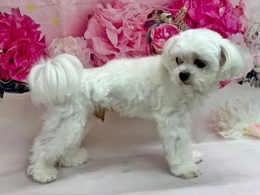 格安犬と里親募集犬の子犬販売