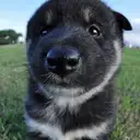 黒柴
Shiba-inu
shib174-4