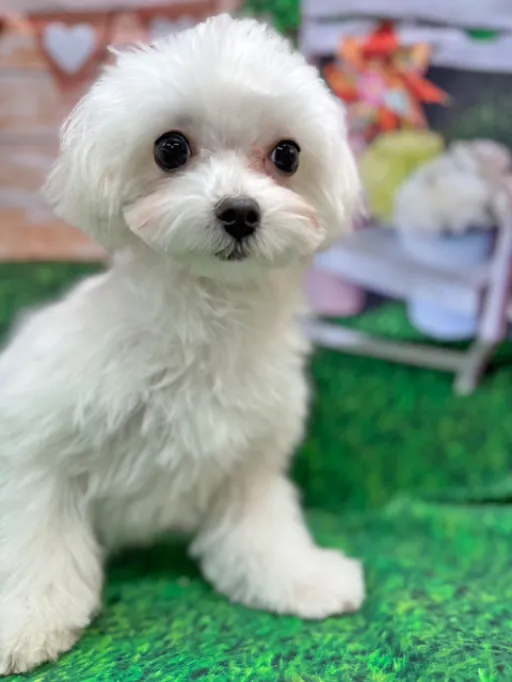 格安犬と里親募集犬の子犬販売