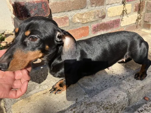 格安犬と里親募集犬の子犬販売