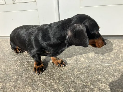 格安犬と里親募集犬の子犬販売