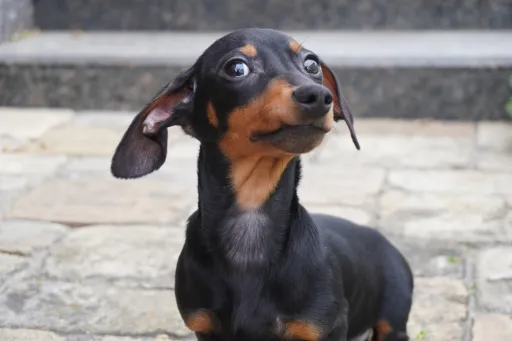 格安犬と里親募集犬の子犬販売