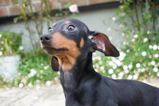 格安犬と里親募集犬の子犬販売