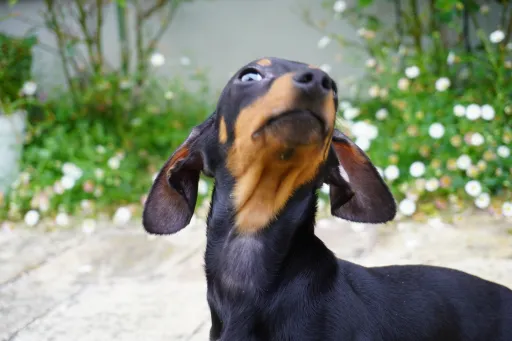格安犬と里親募集犬の子犬販売