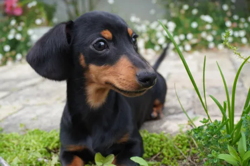 ダックスフンドの子犬販売