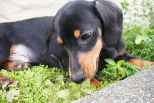 ダックスフンドの子犬販売