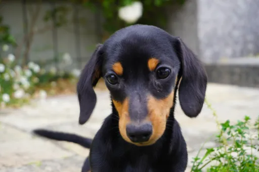 ダックスフンドの子犬販売