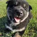 黒柴
Shiba-inu
shib174-2