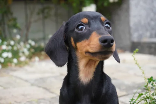 ダックスフンドの子犬販売