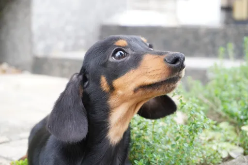 ダックスフンドの子犬販売