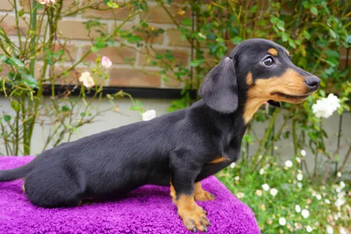 ダックスフンドの子犬販売