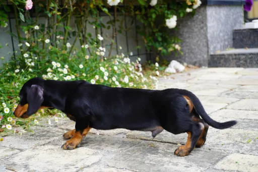 カニヘン・ダックスフンド / スムースコートのサムネイル画像11