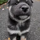 黒柴
Shiba-inu
shib174-1