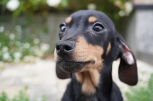 ダックスフンドの子犬販売