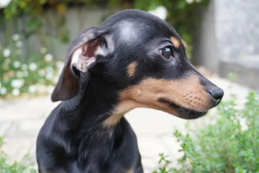 格安犬と里親募集犬の子犬販売