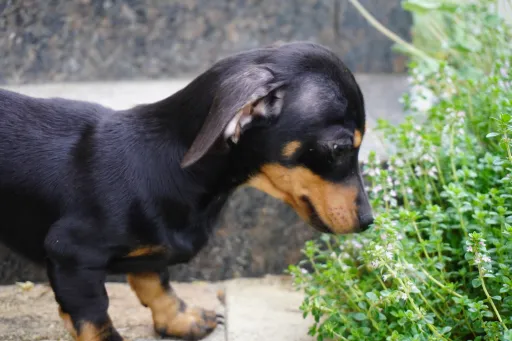 格安犬と里親募集犬の子犬販売