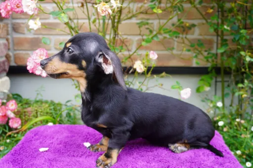 格安犬と里親募集犬の子犬販売