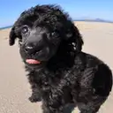 トイプードル
Toy Poodle
162-7