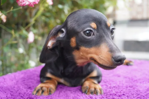 ダックスフンドの子犬販売