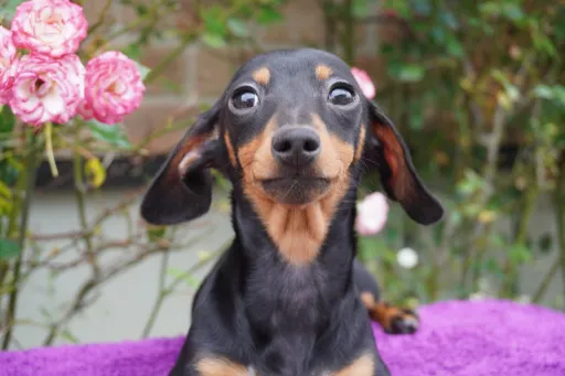 ダックスフンドの子犬販売