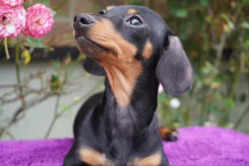 ダックスフンドの子犬販売