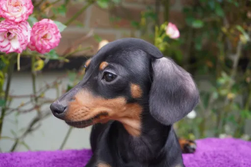 ダックスフンドの子犬販売