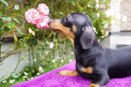 ダックスフンドの子犬販売