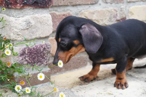 ダックスフンドの子犬販売