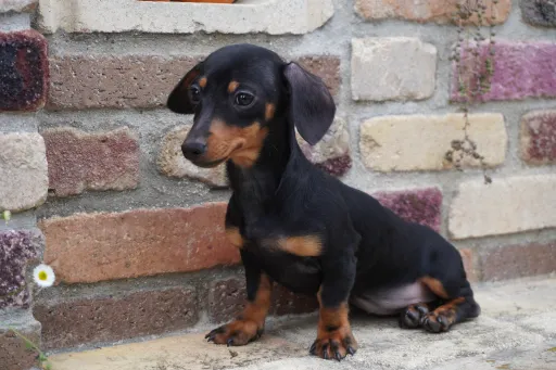 ダックスフンドの子犬販売