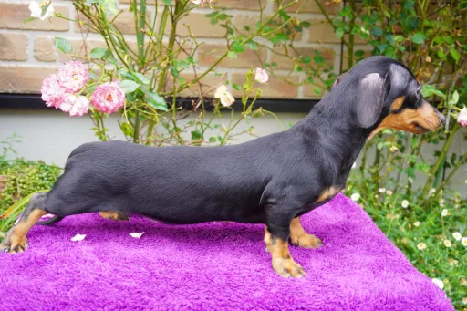 ダックスフンドの子犬販売
