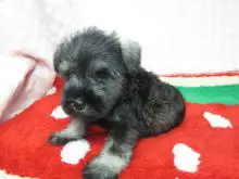 ミニチュア・シュナウザー