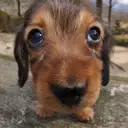 M.ダックスフンド
Miniature Dachshund
264-5