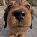 M.ダックスフンド
Miniature Dachshund
264-7