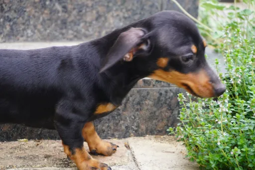 ダックスフンドの子犬販売