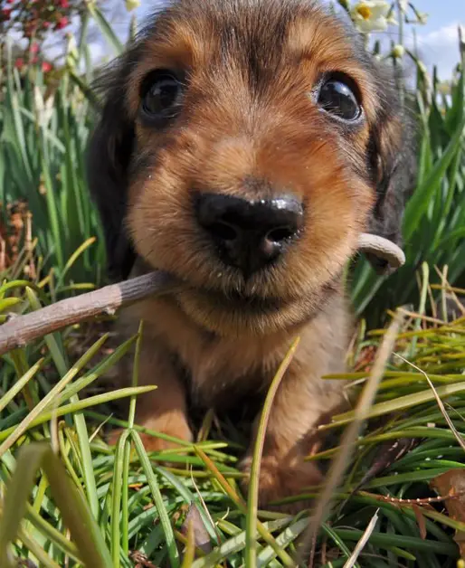 M.ダックスフンド
Miniature Dachshund
264-2