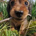 M.ダックスフンド
Miniature Dachshund
264-2