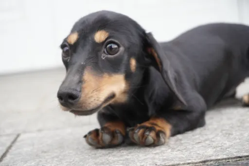 ダックスフンドの子犬販売